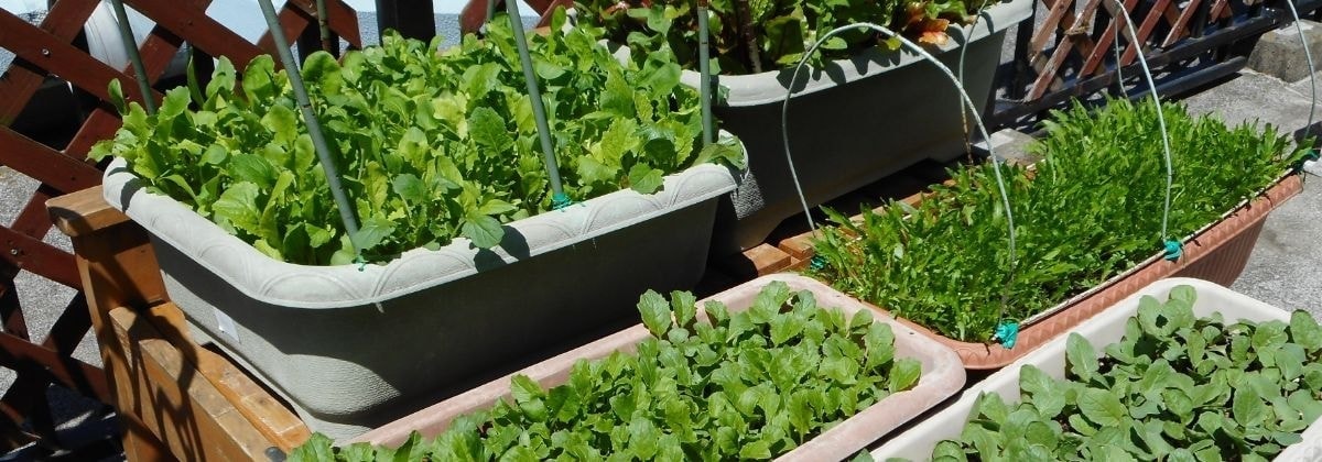 プランターで作るベランダ菜園