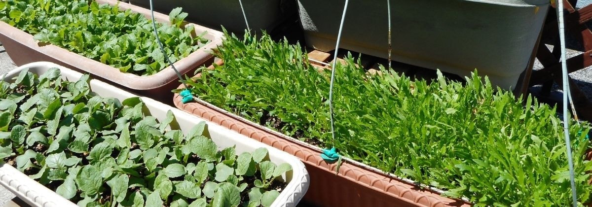 プランターで作るベランダ菜園
